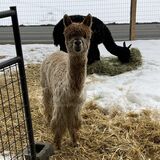 alpaca for sale
