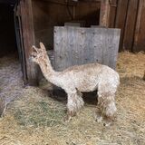 alpaca for sale