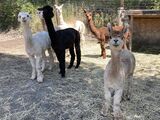 alpaca for sale