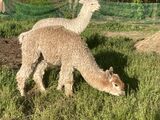 alpaca for sale