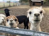 alpaca for sale