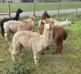 alpaca for sale