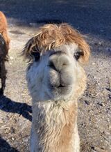 alpaca for sale