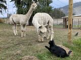 alpaca for sale
