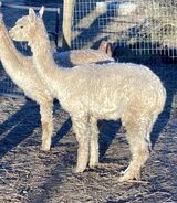 alpaca for sale