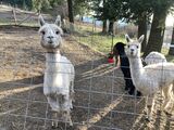 alpaca for sale