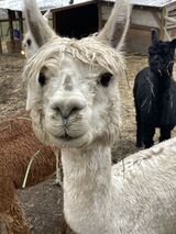 alpaca for sale