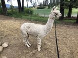 alpaca for sale