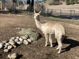 alpaca for sale