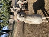 alpaca for sale