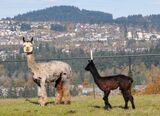alpaca for sale