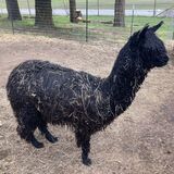 alpaca for sale