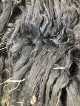 alpaca for sale