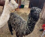 alpaca for sale