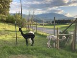 alpaca for sale