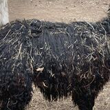 alpaca for sale