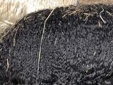 alpaca for sale