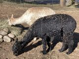 alpaca for sale