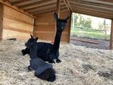 alpaca for sale