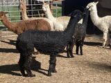 alpaca for sale