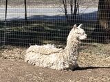 alpaca for sale