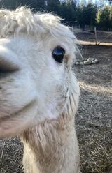 alpaca for sale