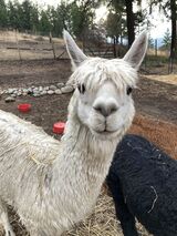 alpaca for sale