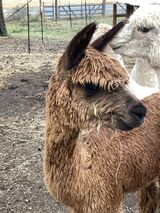 alpaca for sale