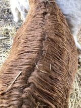 alpaca for sale