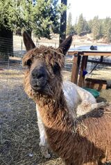 alpaca for sale