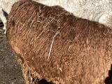 alpaca for sale