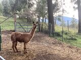 alpaca for sale