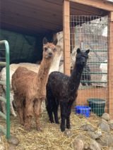 alpaca for sale