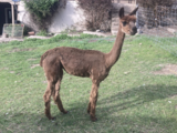 alpaca for sale