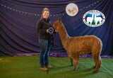 alpaca for sale