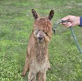 alpaca for sale