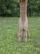 alpaca for sale