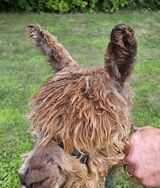 alpaca for sale