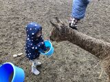 alpaca for sale