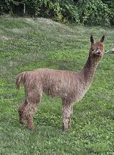alpaca for sale