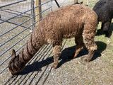 alpaca for sale