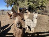 alpaca for sale