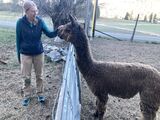 alpaca for sale