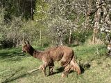 alpaca for sale