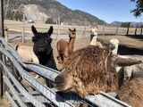 alpaca for sale