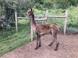 alpaca for sale