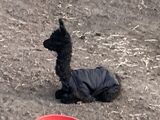 alpaca for sale