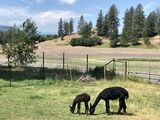 alpaca for sale