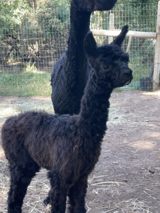 alpaca for sale