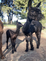 alpaca for sale